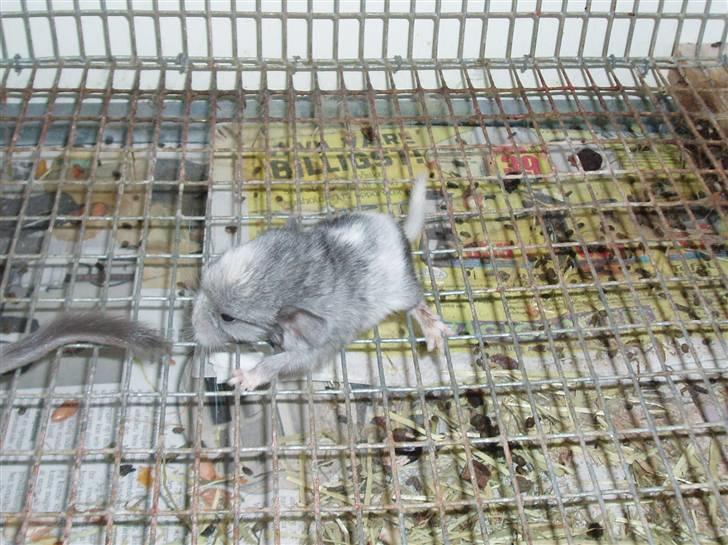 Chinchilla Zofia billede 2