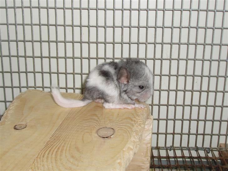 Chinchilla Zofia billede 3