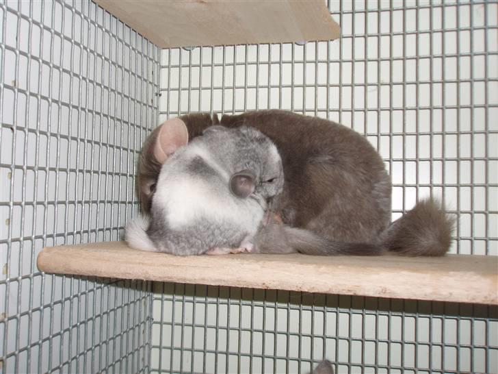 Chinchilla Zofia billede 4