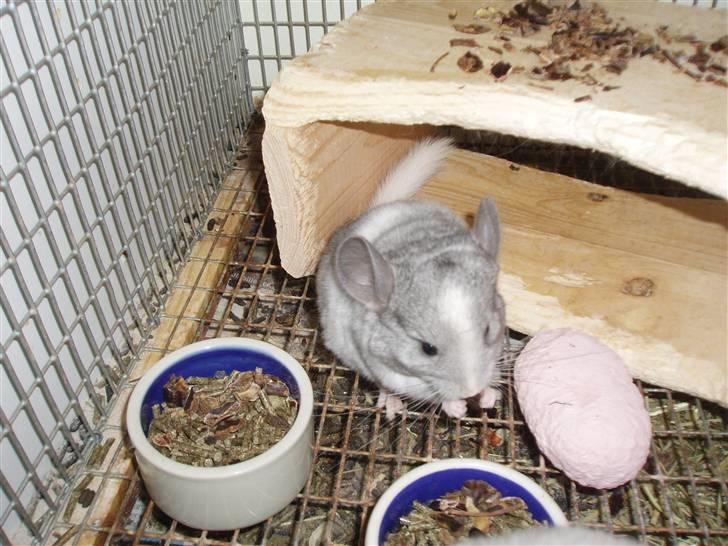 Chinchilla Zofia billede 5