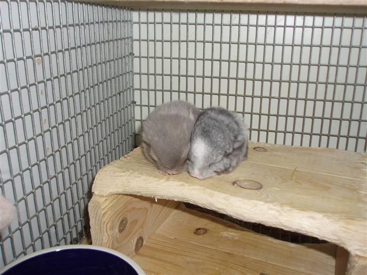 Chinchilla Zofia billede 6