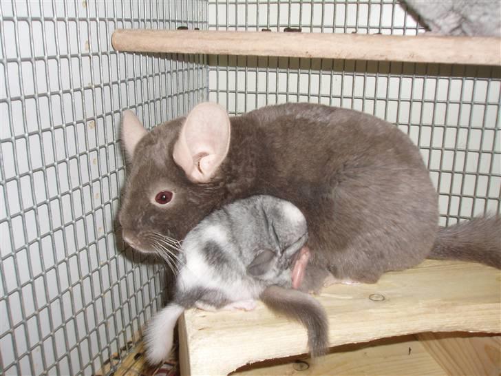 Chinchilla Zofia billede 7
