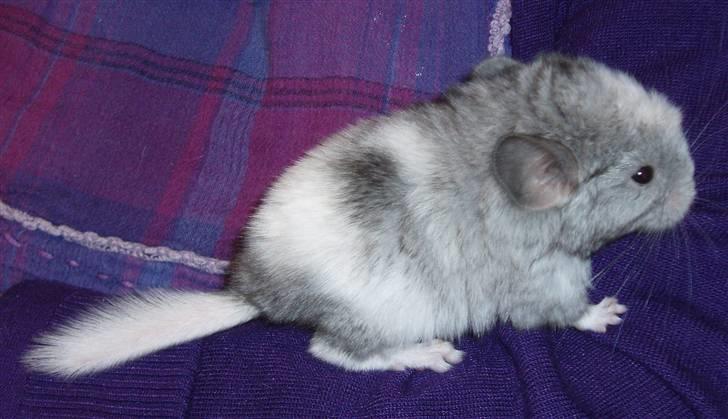 Chinchilla Zofia billede 8