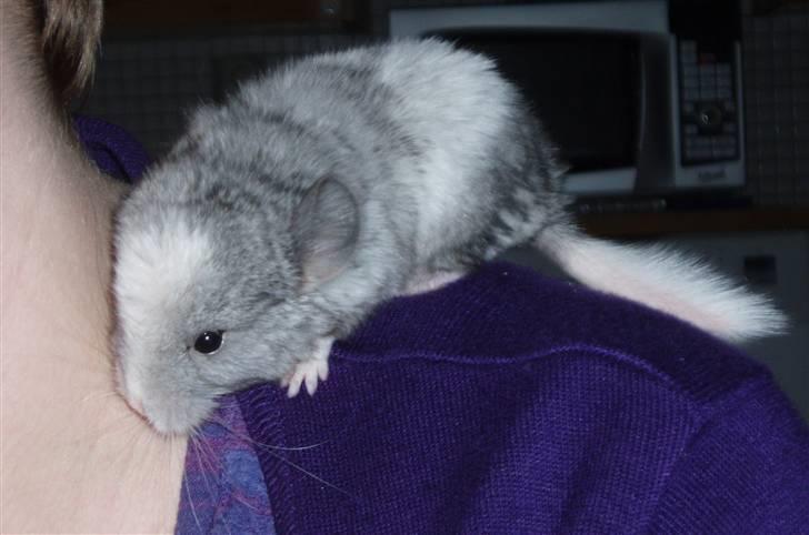 Chinchilla Zofia billede 9