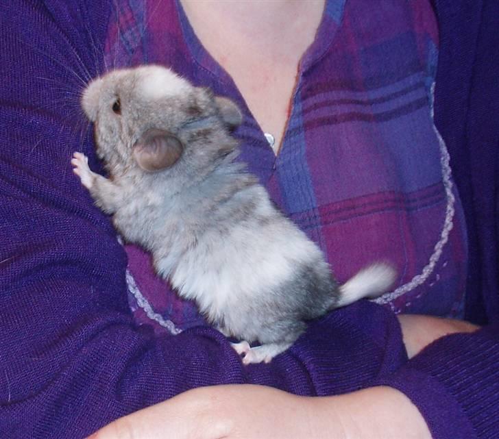Chinchilla Zofia billede 10