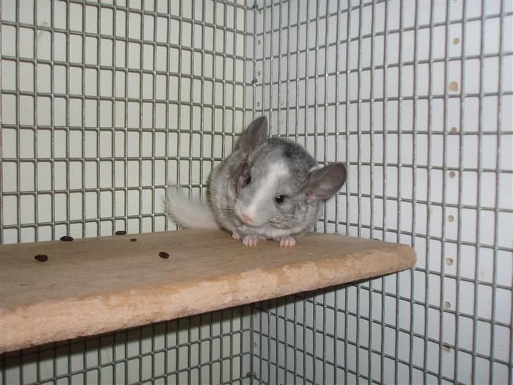 Chinchilla Zofia billede 11