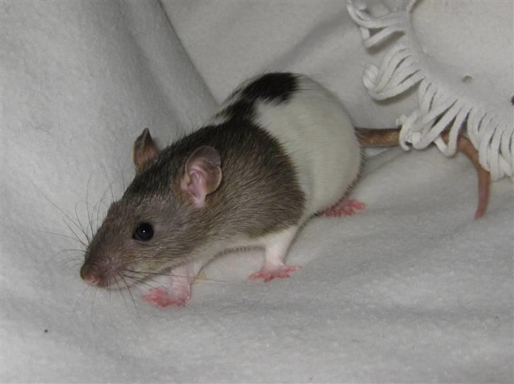 Tamrotte Jesse billede 8