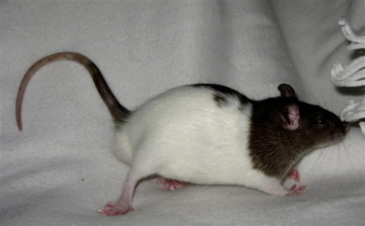 Tamrotte Jesse billede 13