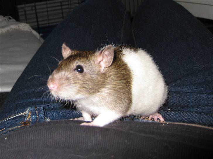 Tamrotte Jesse billede 14