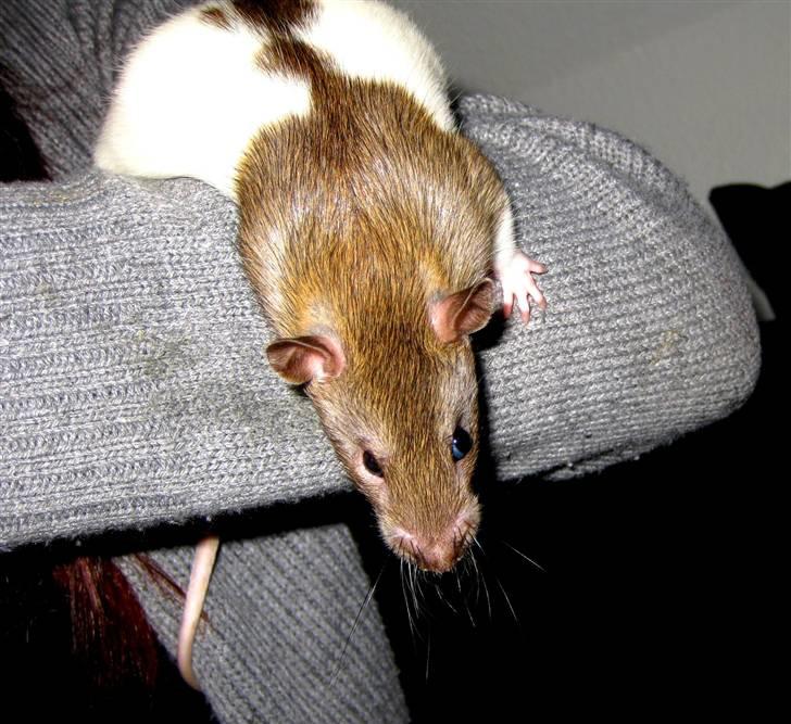 Tamrotte Jesse - Her kan man rigtig se at hans øjne er lidt specielle . Det højre er meget lille og " tungt " , mens det venstre er meget åbent . billede 15