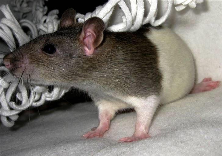 Tamrotte Jesse billede 6