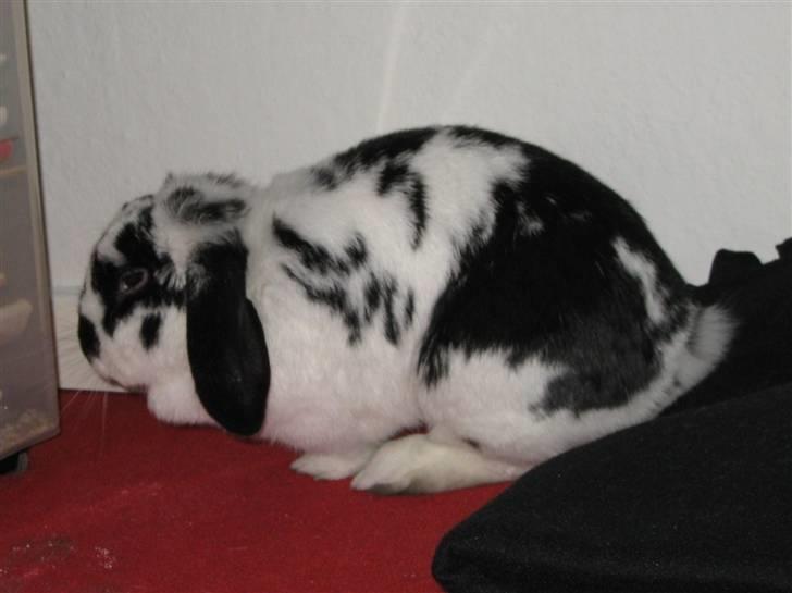 Kanin Zorro billede 13