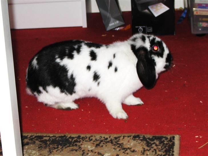 Kanin Zorro billede 15