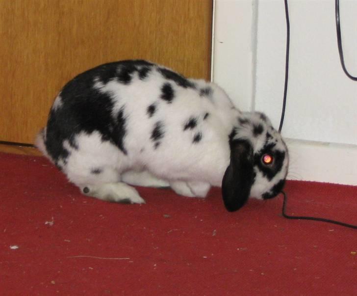 Kanin Zorro billede 2