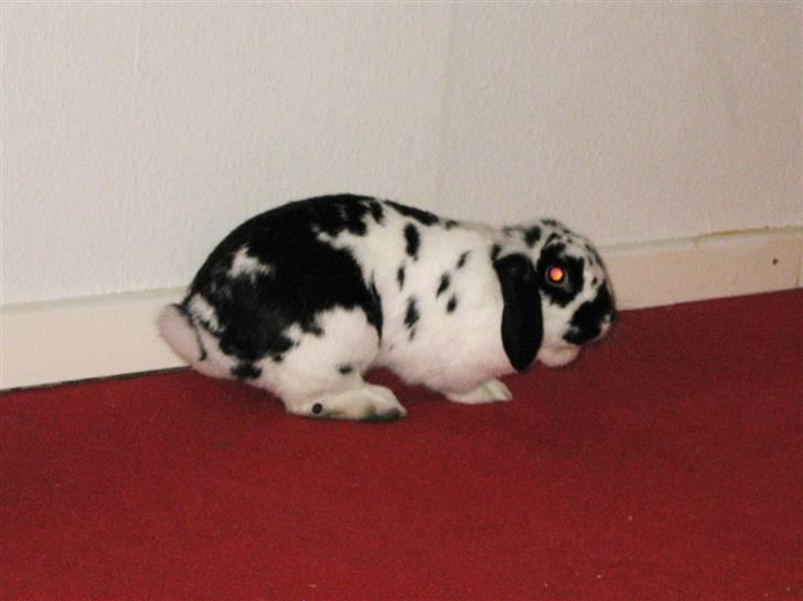 Kanin Zorro billede 10