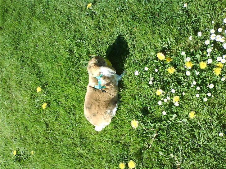 Kanin Samson R.I.P. billede 3