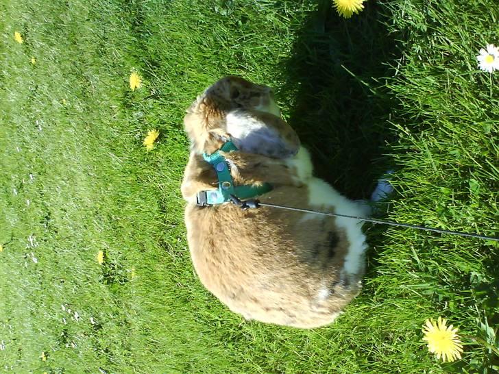 Kanin Samson R.I.P. billede 4