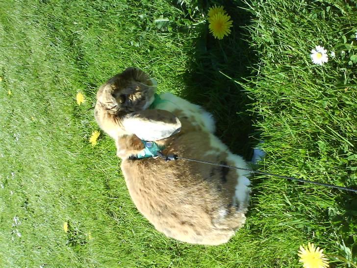 Kanin Samson R.I.P. billede 5