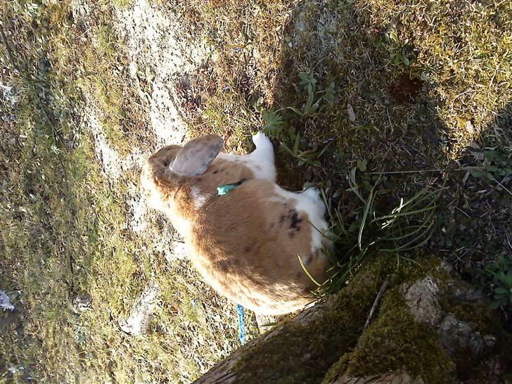 Kanin Samson R.I.P. billede 6