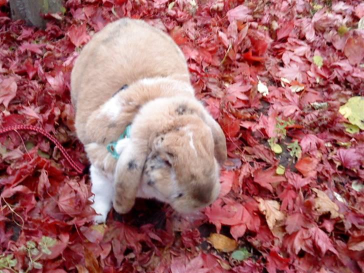 Kanin Samson R.I.P. billede 7