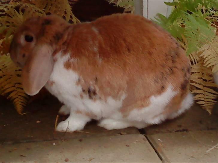 Kanin Samson R.I.P. billede 8