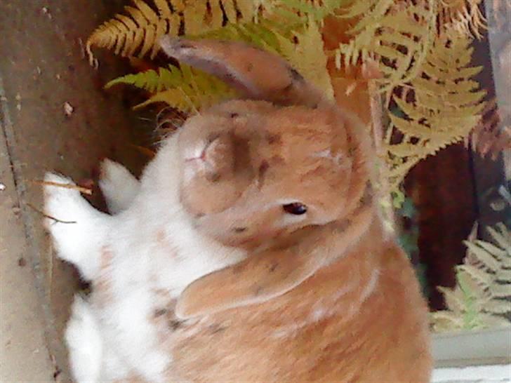 Kanin Samson R.I.P. billede 9