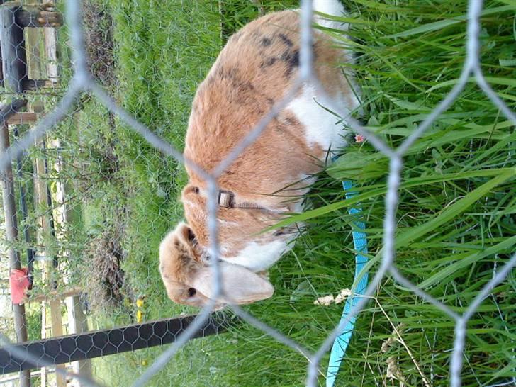 Kanin Samson R.I.P. billede 10