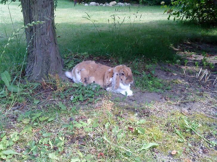 Kanin Samson R.I.P. billede 11