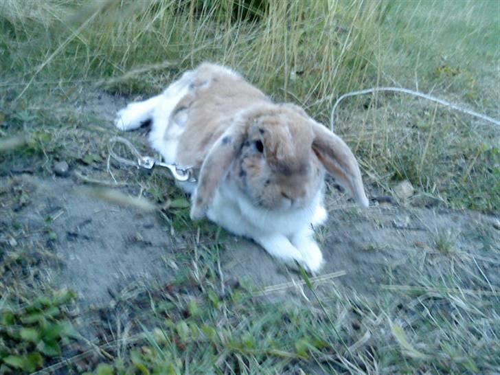 Kanin Samson R.I.P. billede 12