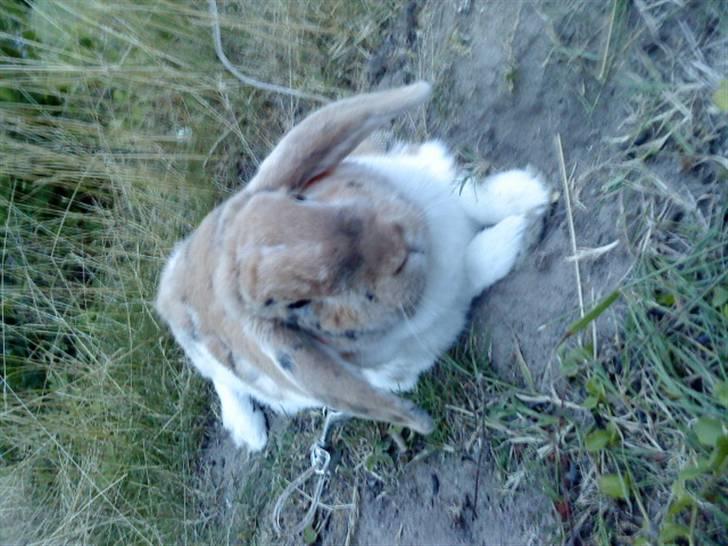 Kanin Samson R.I.P. billede 13