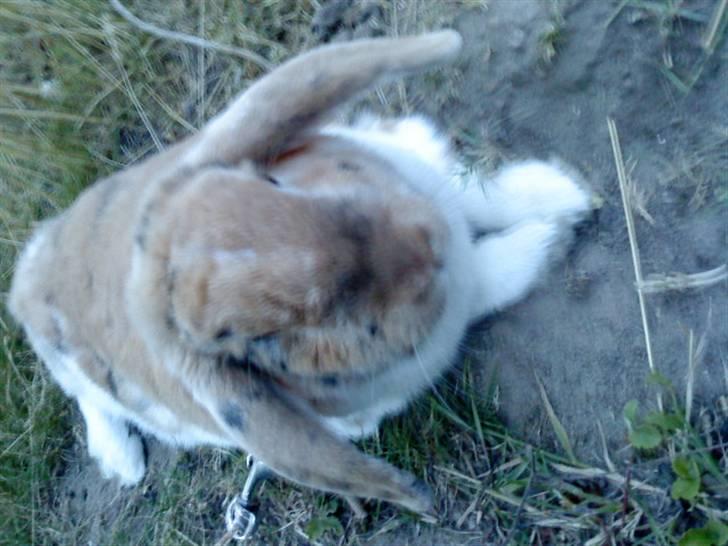Kanin Samson R.I.P. billede 14