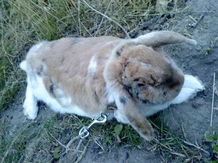 Kanin Samson R.I.P. billede 15