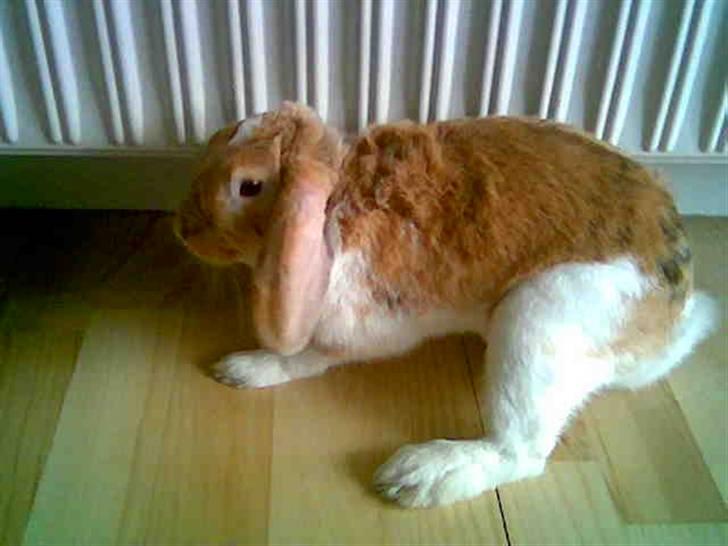 Kanin Samson R.I.P. - Samson som unge :) hans ben ser meget mærkeligt ud men det var bare fordi han blev forskrækket da kameraet sagde en lyd ;) billede 17
