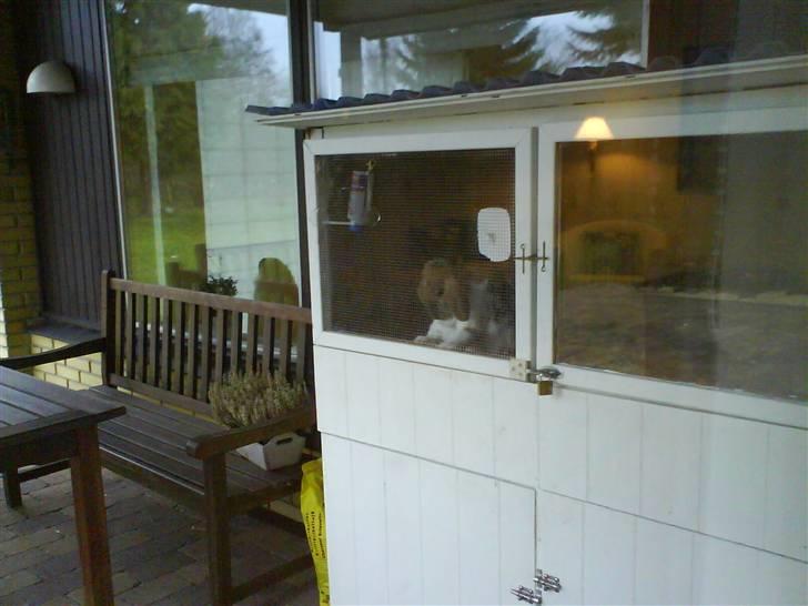 Kanin Samson R.I.P. - samson i sit bur :) billede 18