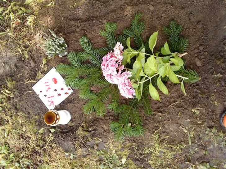 Kanin Samson R.I.P. - Samson´s grav :´( R.I.P. billede 19