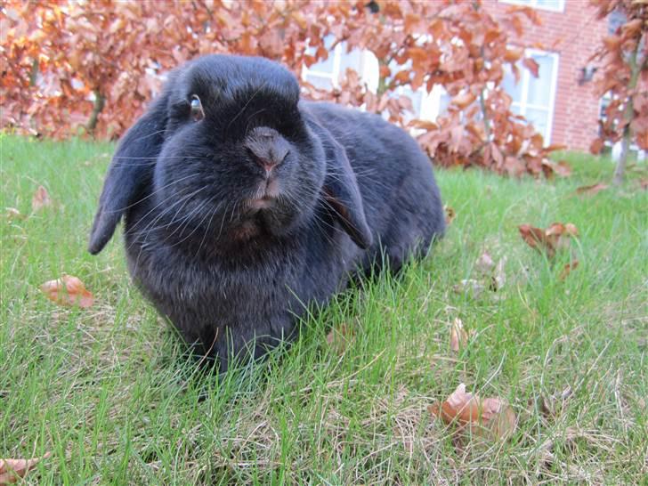 Kanin Silas R.I.P. - Silas leger model. billede 1