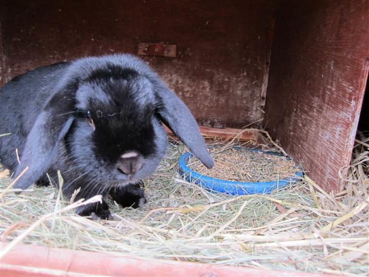 Kanin Silas R.I.P. - Silas i buret. billede 2