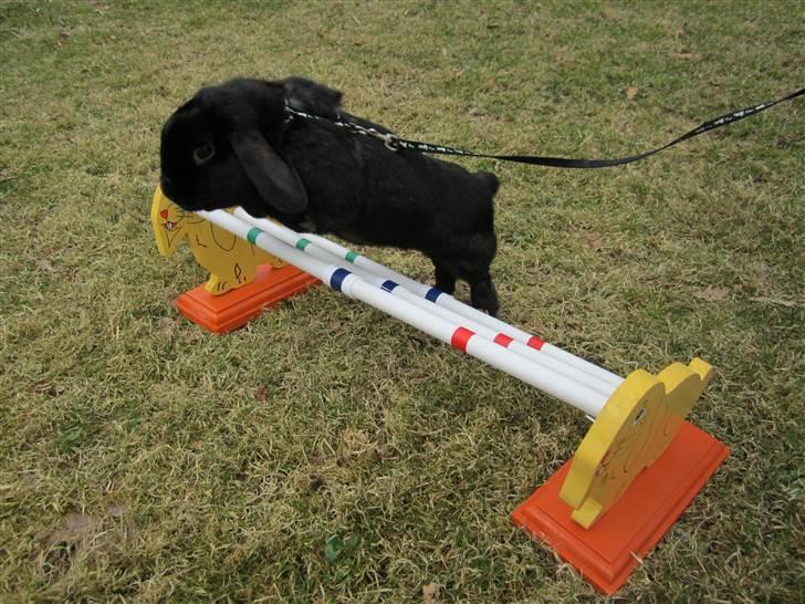 Kanin Silas R.I.P. - Silas der springer. billede 3