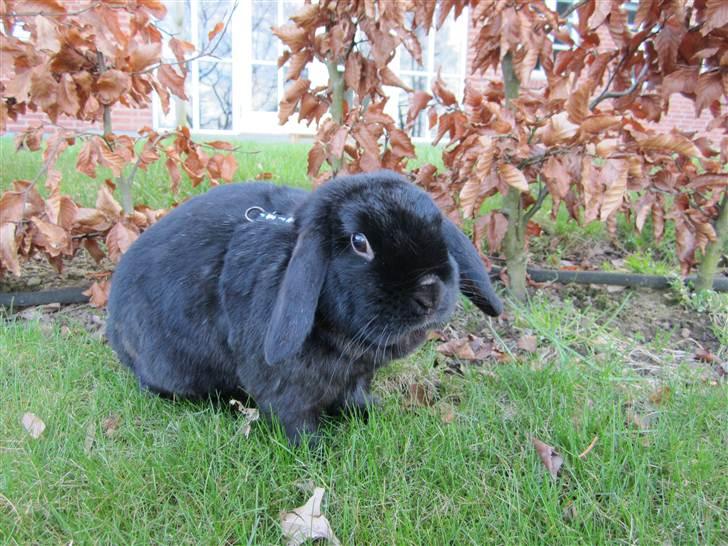 Kanin Silas R.I.P. - Søde søde Silas. billede 4