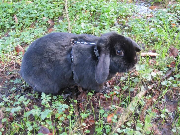 Kanin Silas R.I.P. - Silas får våde tæer i haven. billede 5