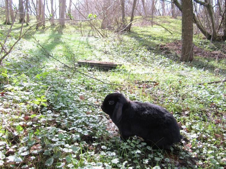 Kanin Silas R.I.P. - Silas i haven. billede 6