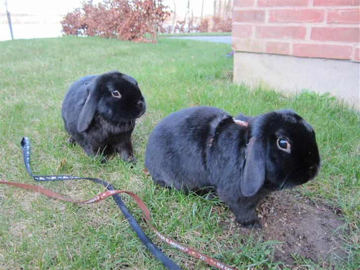 Kanin Silas R.I.P. - Silas bagerst, sammen med sin bedste ven/bror Samson. billede 7