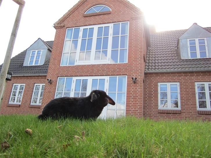 Kanin Silas R.I.P. - Foran huset. billede 8