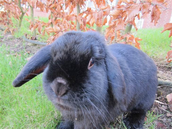 Kanin Silas R.I.P. - Silas der er vildt kær. billede 9