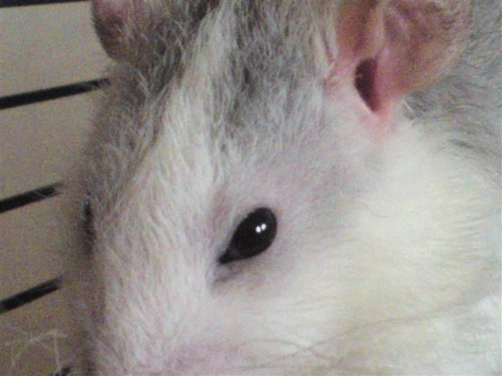 Tamrotte Boris - hov.. hej med jer..  ser jeg ikke søød ud ? :I billede 3