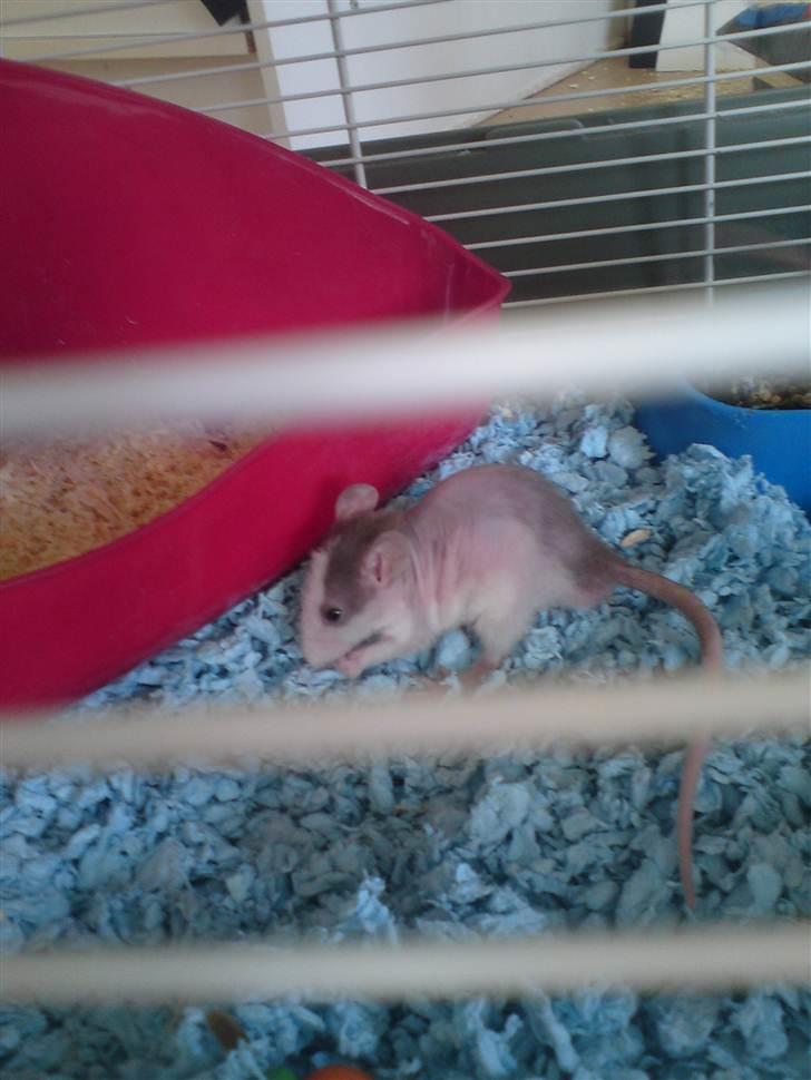 Tamrotte Boris - Boris 5 uger billede 5