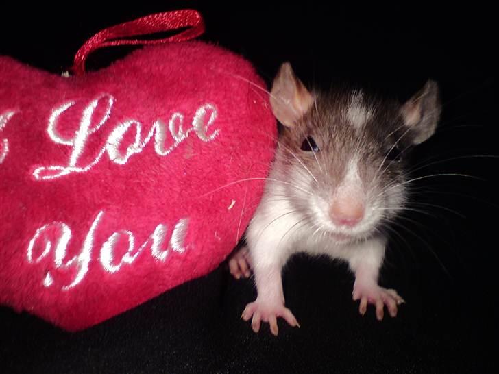 Tamrotte Benny - Velkommen, kig gerne og kommenter, billede 3