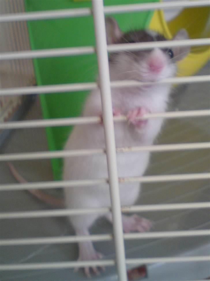 Tamrotte Benny - Benny 5 uger billede 4