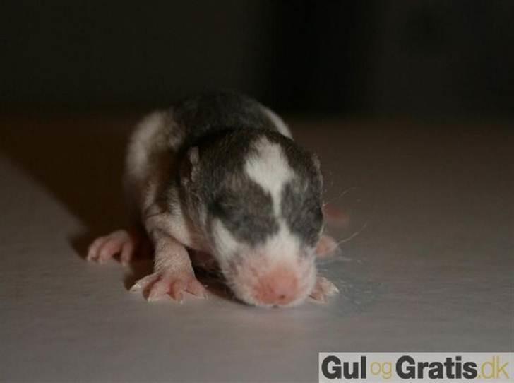 Tamrotte Benny billede 5