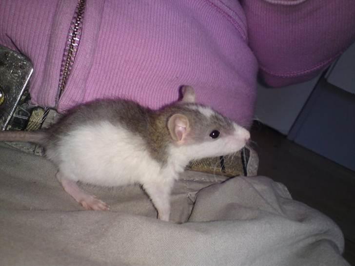 Tamrotte Benny - benny 4 uger billede 6